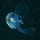 Illustration for article titled Acid in Our Oceans Threatens the Beautiful Sea Butterfly